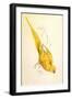 Rose-Ringed Parakeet, Psittacula Krameri-Edward Lear-Framed Giclee Print