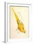 Rose-Ringed Parakeet, Psittacula Krameri-Edward Lear-Framed Giclee Print