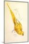 Rose-Ringed Parakeet, Psittacula Krameri-Edward Lear-Mounted Giclee Print