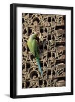 Rose Ringed Parakeet-null-Framed Premium Photographic Print