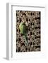 Rose Ringed Parakeet-null-Framed Photographic Print