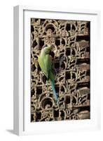 Rose Ringed Parakeet-null-Framed Photographic Print