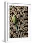 Rose Ringed Parakeet-null-Framed Photographic Print