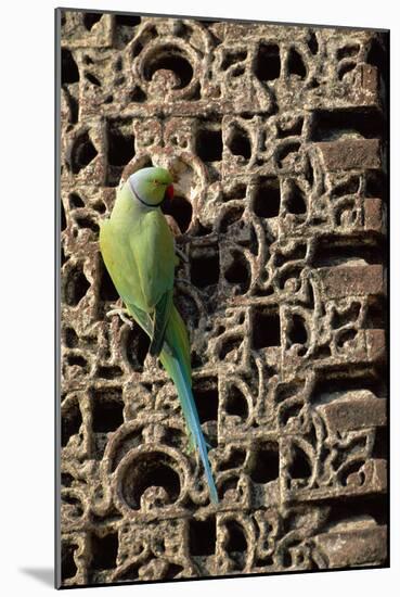 Rose Ringed Parakeet-null-Mounted Photographic Print