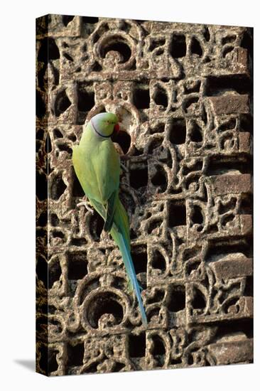 Rose Ringed Parakeet-null-Stretched Canvas