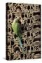 Rose Ringed Parakeet-null-Stretched Canvas