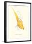 Rose Ringed Parrot (Yellow) - Psittacula Krameri-Edward Lear-Framed Art Print