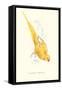 Rose Ringed Parrot (Yellow) - Psittacula Krameri-Edward Lear-Framed Stretched Canvas