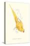 Rose Ringed Parrot (Yellow) - Psittacula Krameri-Edward Lear-Stretched Canvas