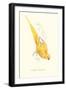 Rose Ringed Parrot (Yellow) - Psittacula Krameri-Edward Lear-Framed Art Print