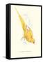 Rose Ringed Parrot (Yellow) - Psittacula Krameri-Edward Lear-Framed Stretched Canvas