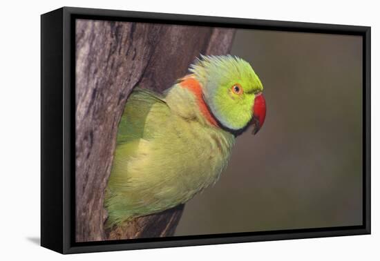 Rose-Ringed / Ring-Necked Parakeet in Tree-null-Framed Stretched Canvas