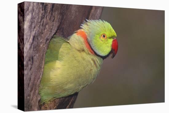 Rose-Ringed / Ring-Necked Parakeet in Tree-null-Stretched Canvas