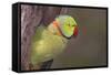 Rose-Ringed / Ring-Necked Parakeet in Tree-null-Framed Stretched Canvas