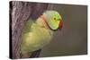 Rose-Ringed / Ring-Necked Parakeet in Tree-null-Stretched Canvas