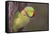 Rose-Ringed / Ring-Necked Parakeet in Tree-null-Framed Stretched Canvas