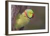 Rose-Ringed / Ring-Necked Parakeet in Tree-null-Framed Photographic Print