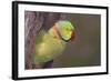 Rose-Ringed / Ring-Necked Parakeet in Tree-null-Framed Photographic Print