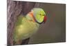 Rose-Ringed / Ring-Necked Parakeet in Tree-null-Mounted Photographic Print