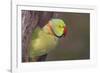 Rose-Ringed / Ring-Necked Parakeet in Tree-null-Framed Photographic Print