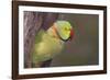 Rose-Ringed / Ring-Necked Parakeet in Tree-null-Framed Photographic Print