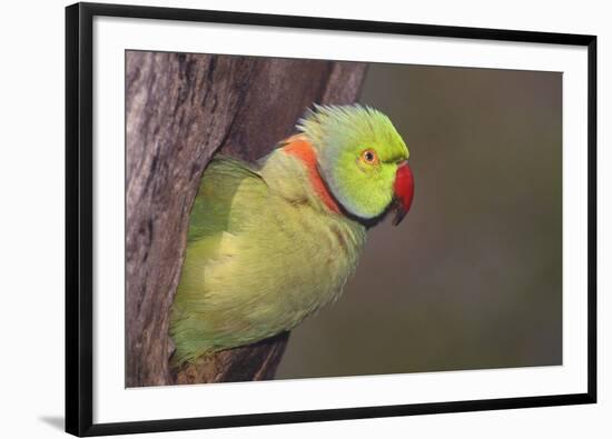 Rose-Ringed / Ring-Necked Parakeet in Tree-null-Framed Photographic Print