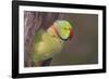 Rose-Ringed / Ring-Necked Parakeet in Tree-null-Framed Photographic Print