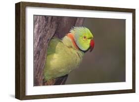 Rose-Ringed / Ring-Necked Parakeet in Tree-null-Framed Photographic Print