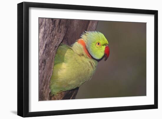 Rose-Ringed / Ring-Necked Parakeet in Tree-null-Framed Photographic Print