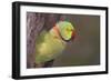 Rose-Ringed / Ring-Necked Parakeet in Tree-null-Framed Photographic Print