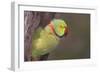 Rose-Ringed / Ring-Necked Parakeet in Tree-null-Framed Photographic Print