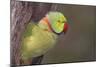 Rose-Ringed / Ring-Necked Parakeet in Tree-null-Mounted Photographic Print