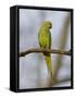 Rose Ringed Ring-Necked Parakeet Perched, Ranthambhore Np, Rajasthan, India-T.j. Rich-Framed Stretched Canvas