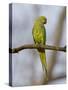 Rose Ringed Ring-Necked Parakeet Perched, Ranthambhore Np, Rajasthan, India-T.j. Rich-Stretched Canvas