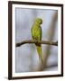 Rose Ringed Ring-Necked Parakeet Perched, Ranthambhore Np, Rajasthan, India-T.j. Rich-Framed Premium Photographic Print