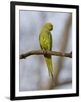 Rose Ringed Ring-Necked Parakeet Perched, Ranthambhore Np, Rajasthan, India-T.j. Rich-Framed Premium Photographic Print