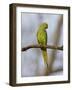 Rose Ringed Ring-Necked Parakeet Perched, Ranthambhore Np, Rajasthan, India-T.j. Rich-Framed Photographic Print