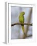 Rose Ringed Ring-Necked Parakeet Perched, Ranthambhore Np, Rajasthan, India-T.j. Rich-Framed Photographic Print