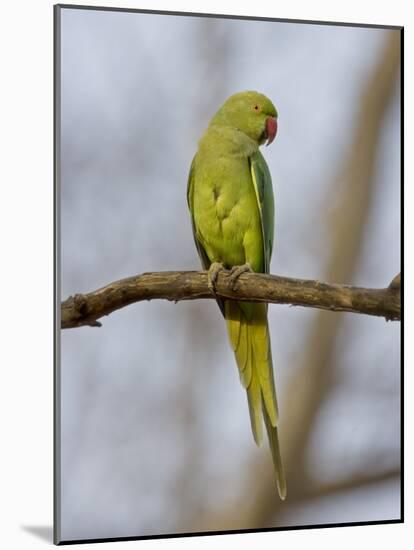 Rose Ringed Ring-Necked Parakeet Perched, Ranthambhore Np, Rajasthan, India-T.j. Rich-Mounted Photographic Print