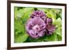 Rose (Rosa 'Rhapsody In Blue')-Adrian Thomas-Framed Photographic Print