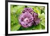 Rose (Rosa 'Rhapsody In Blue')-Adrian Thomas-Framed Photographic Print