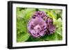 Rose (Rosa 'Rhapsody In Blue')-Adrian Thomas-Framed Photographic Print