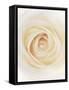 Rose (Rosa Sp.)-Gavin Kingcome-Framed Stretched Canvas