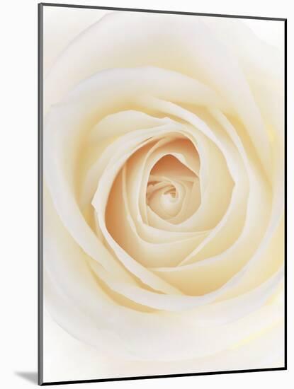 Rose (Rosa Sp.)-Gavin Kingcome-Mounted Photographic Print
