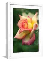 Rose (Rosa Sp.)-Maria Mosolova-Framed Photographic Print