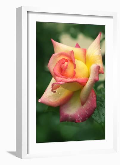 Rose (Rosa Sp.)-Maria Mosolova-Framed Photographic Print