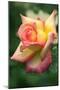 Rose (Rosa Sp.)-Maria Mosolova-Mounted Photographic Print