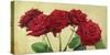 Rose Rosse-Angelo Masera-Stretched Canvas