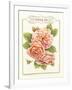 Rose Species-Gwendolyn Babbitt-Framed Art Print