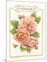 Rose Species-Gwendolyn Babbitt-Mounted Art Print